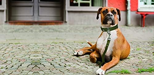 צווארון כלבים מישור אלפיני מאת אנג'ל ™. 26 x 1.25, ורוד בועה