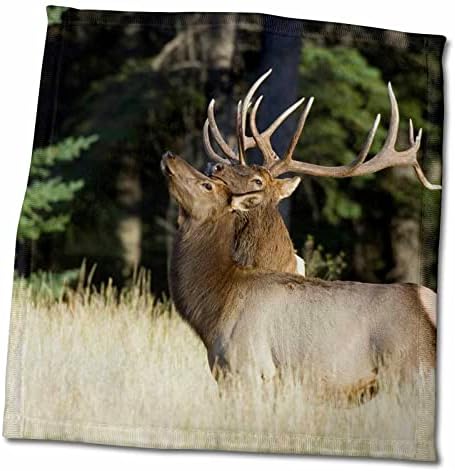 3drose danita delimont - Elk - Bull Elk Consocing Elk - מגבות