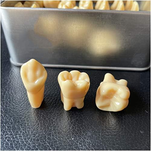 דגם שיני אנטומיה של Lemita - התקרב בפעמיים גילוף שיניים לימוד מודל - דגם שיניים שיניים סטנדרטיות