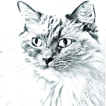 ארט דוג, מ.מ. ראגדול, מצבה סגלגלה מאריחי קרמיקה עם תמונה של חתול