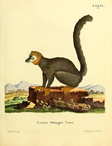 Mongoose Lemur Primate קוף וינטג 'חיות בר כיתה משרד תפאורה זואולוגיה איור עתיק פוסטר הדפסת אמנות