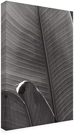 סימן מסחרי אמנות 'דקל פרט III BW' אמנות קנבס מאת פורטפוליו אפל פראי 22x32