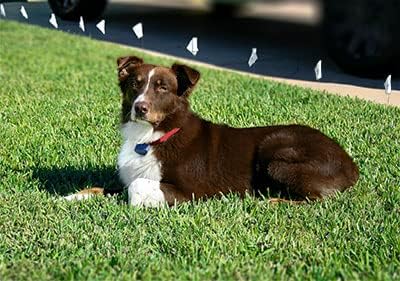 רצועת צווארון כלבים של ניילון כבד אדום כבד עם סוללות RFA-67-תואמות לרוב צווארוני מקלט הגדר