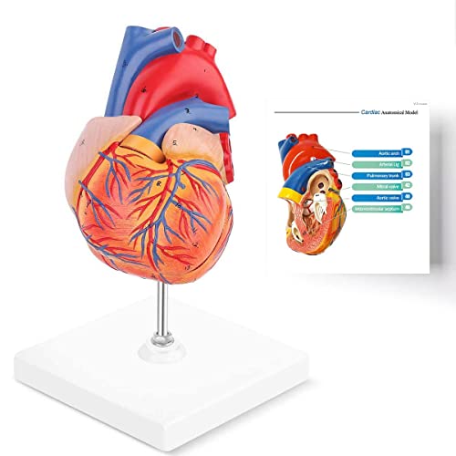 אוסטומה לב מודל לב אנושי גודל חיים מדויק מבחינה אנטומית ממוספר 2 חלק