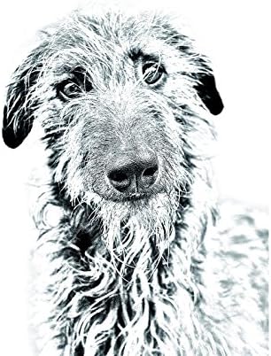 כלב צבי סקוטי, מצבה סגלגלה מאריחי קרמיקה עם תמונה של כלב