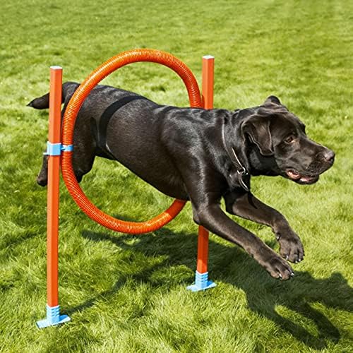 קפיצת חישוק זריזות - צעצוע משחק כלבים ופעילות גופנית