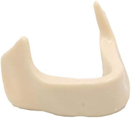 Kh66zky דגמים מנדבולריים דרך הפה דגם שיניים מודל אנטומיה של עצם אנוש