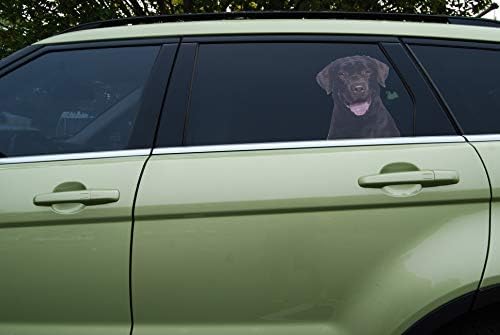 כלב במכונית החלון ומדבקות חלונות המשאית - שוקולד לברדור רטריבר
