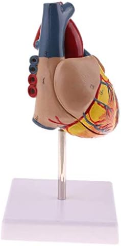 הוראת דגם, 1 ו חיים גודל אדם אנטומי לב דגם-להסרה 2 חלקים-איבר האנטומיה בית ספר רפואי הוראה למידה כלים האנטומיה