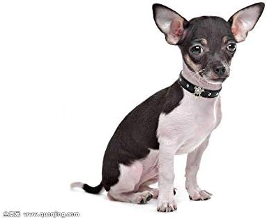 Haoyueer חמוד מסנוור מסנוור נוצץ גולגולת אלגנטית מפוארת גולגולת גביש גביש ריינסטון עור קטן כלב חיות מחמד