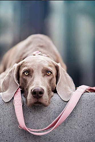 צווארון כלבי עור רך ורצועות רצועה - אבזם מתכת כבד של זהב ורד מסוגנן, 4 אורכים מתכווננים רצועה לכלבים קטנים