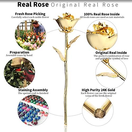 Maxspt 24K ורד מוזהב, זהב טבילה ורד עשויה מהמתנות הטובות ביותר של רוז ריאות עבורה ומתנות נהדרות לאשתי,