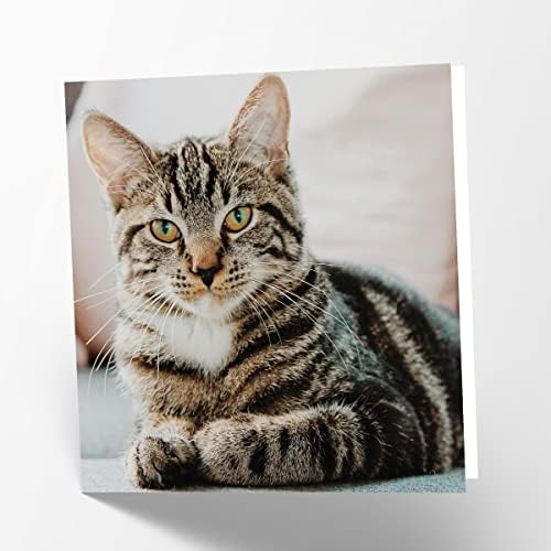 כרטיס ברכות של מטורי ריק עם תמונת חתול טאבי