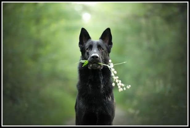 רועה גרמני חמוד כלב חמוד כלב ערכות ציור יהלומים למבוגרים, חיה נוף 5D קריסטל יהלומים אמנות עם כלים לאביזרים,
