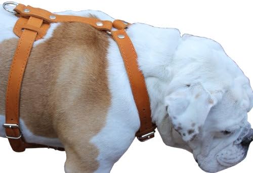 רתמת כלבי עור אמיתית, חזה 37 -45 רצועות רחבות 1 . Xxlarge. ניופאונדלנד, מסטיף